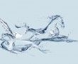 Papel de Parede Cavalo e Peixe de Água