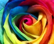 Papel de Parede Rosa Arco-Íris