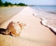 Papel de Parede Concha na Beira da Praia