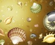 Papel de Parede Conchas Diversas