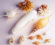 Papel de Parede Conchas para Decorar
