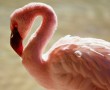 Papel de Parede Flamingo