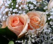 Papel de Parede Rosas Delicadas