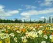Papel de Parede Flores do Campo