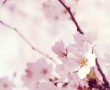 Papel de Parede Flores de Cerejeira