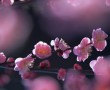 Papel de Parede Flores Rosa de Cerejeira