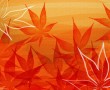 Papel de Parede Folhas