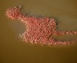 Papel de Parede Forma de Flamingo