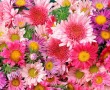 Papel de Parede Flores Coloridas