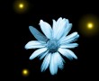 Papel de Parede Fringe: Flor