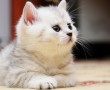 Papel de Parede Gatinho Branco