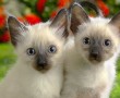 Papel de Parede Gatinhos Siameses