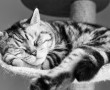 Papel de Parede Gato Dorminhoco
