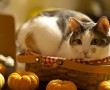 Papel de Parede Gato na Cesta