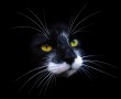 Papel de Parede Gato Preto de Bigode Branco