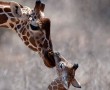 Papel de Parede Girafa e Filhote