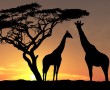 Papel de Parede Girafas ao Pôr-do-Sol