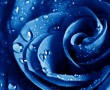 Papel de Parede Gotas na Rosa Azul