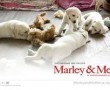 Papel de Parede Marley e Filhotes