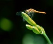 Papel de Parede Libélula na Natureza