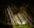 Papel de Parede Luzes na Floresta