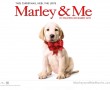 Papel de Parede Marley de Laço Vermelho