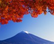 Papel de Parede Cerejeira Selvagem e Monte Fuji