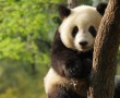 Papel de Parede Panda na Árvore