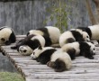 Papel de Parede Pandas Dormindo
