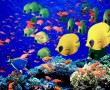 Papel de Parede Peixes no Mar