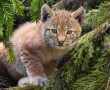 Papel de Parede Pequeno Lince