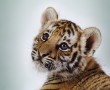 Papel de Parede Pequeno Tigre