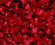 Papel de Parede Pétalas de Rosas