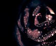 Papel de Parede Rosa Negra