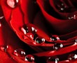 Papel de Parede Rosa Vermelha com Orvalho