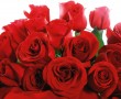 Papel de Parede Rosas Vermelhas