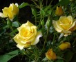 Papel de Parede Rosas Amarelas