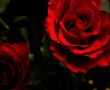 Papel de Parede Rosas Vermelhas Abrindo