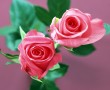 Papel de Parede Duas Rosas