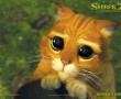 Papel de Parede Olhar de Piedade: Gato de Botas-Shrek