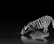 Papel de Parede Tigre Branco e Preto