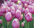 Papel de Parede Tulipas Lilás