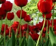 Papel de Parede Tulipas Vermelhas