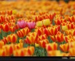 Papel de Parede Tulipas da Primavera