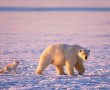 Papel de Parede Urso Polar Acompanhado