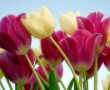 Papel de Parede Tulipas Rosas e Amarelas