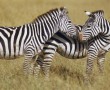 Papel de Parede Zebras