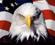 Papel de Parede Águia – Americana
