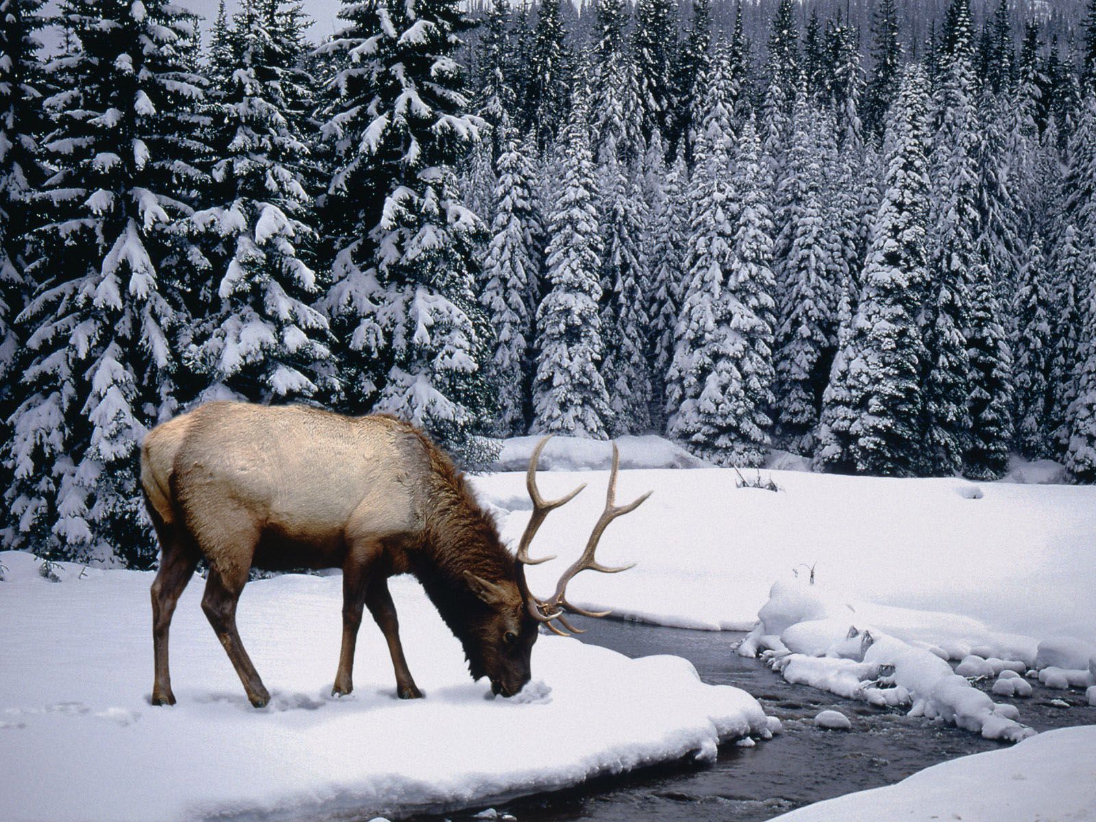 Resultado de imagen para ALCES NIEVE