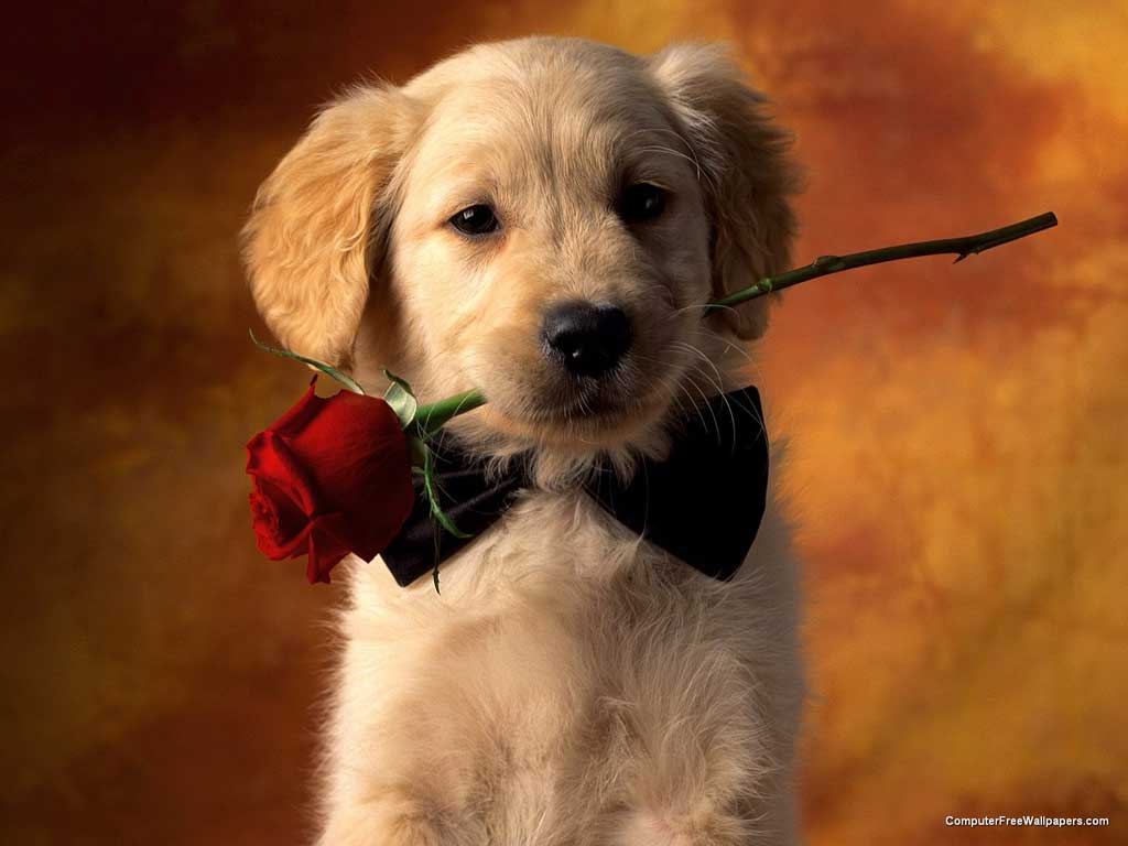 saiba o que os gestos do seu cachorro significam cachorro romantico 4543 1024x768 Saiba o que os gestos do seu cachorro significa